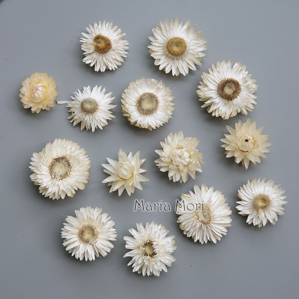 Baby Products In - Karangan bunga krisan warna-warni kering alami